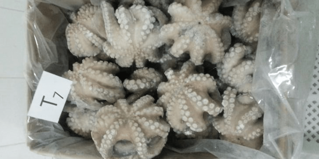 Best Deals Small octopus dried seafood raw small octopus for sale baby octopus