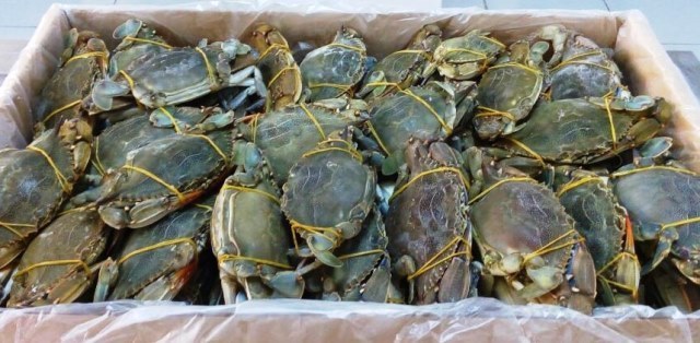 Alive/ Fresh/ Frozen Blue Swimming Crab