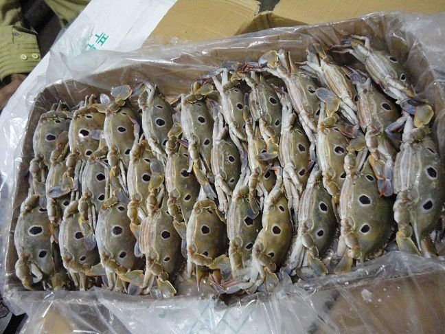 Alive/ Fresh/ Frozen Blue Swimming Crab