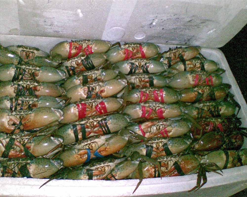 Alive/ Fresh/ Frozen Blue Swimming Crab