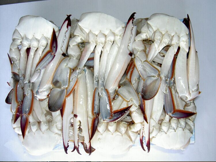 Alive/ Fresh/ Frozen Blue Swimming Crab