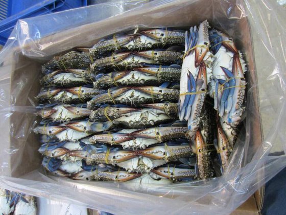 Alive/ Fresh/ Frozen Blue Swimming Crab