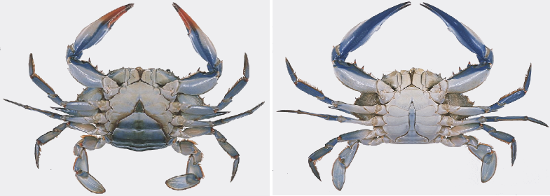 Alive/ Fresh/ Frozen Blue Swimming Crab