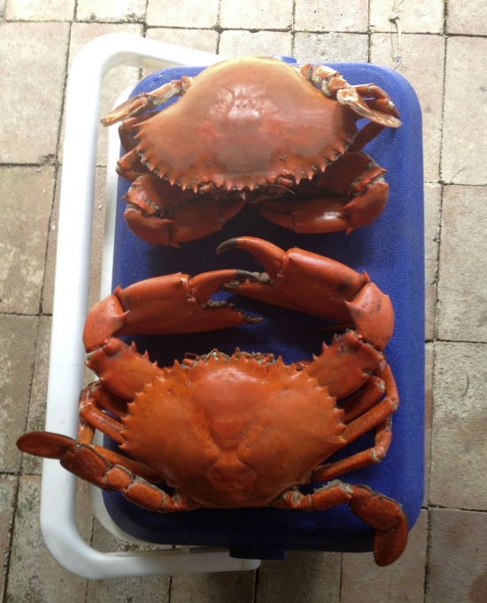 Alive/ Fresh/ Frozen Blue Swimming Crab