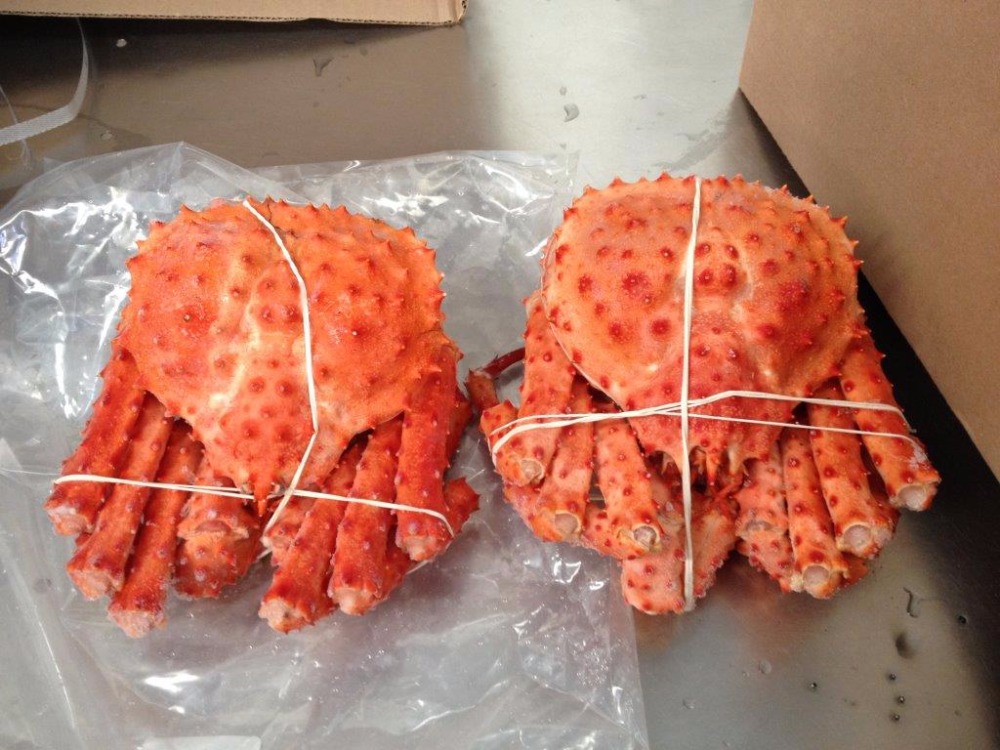 Live mud Crab export from Sri Lanka