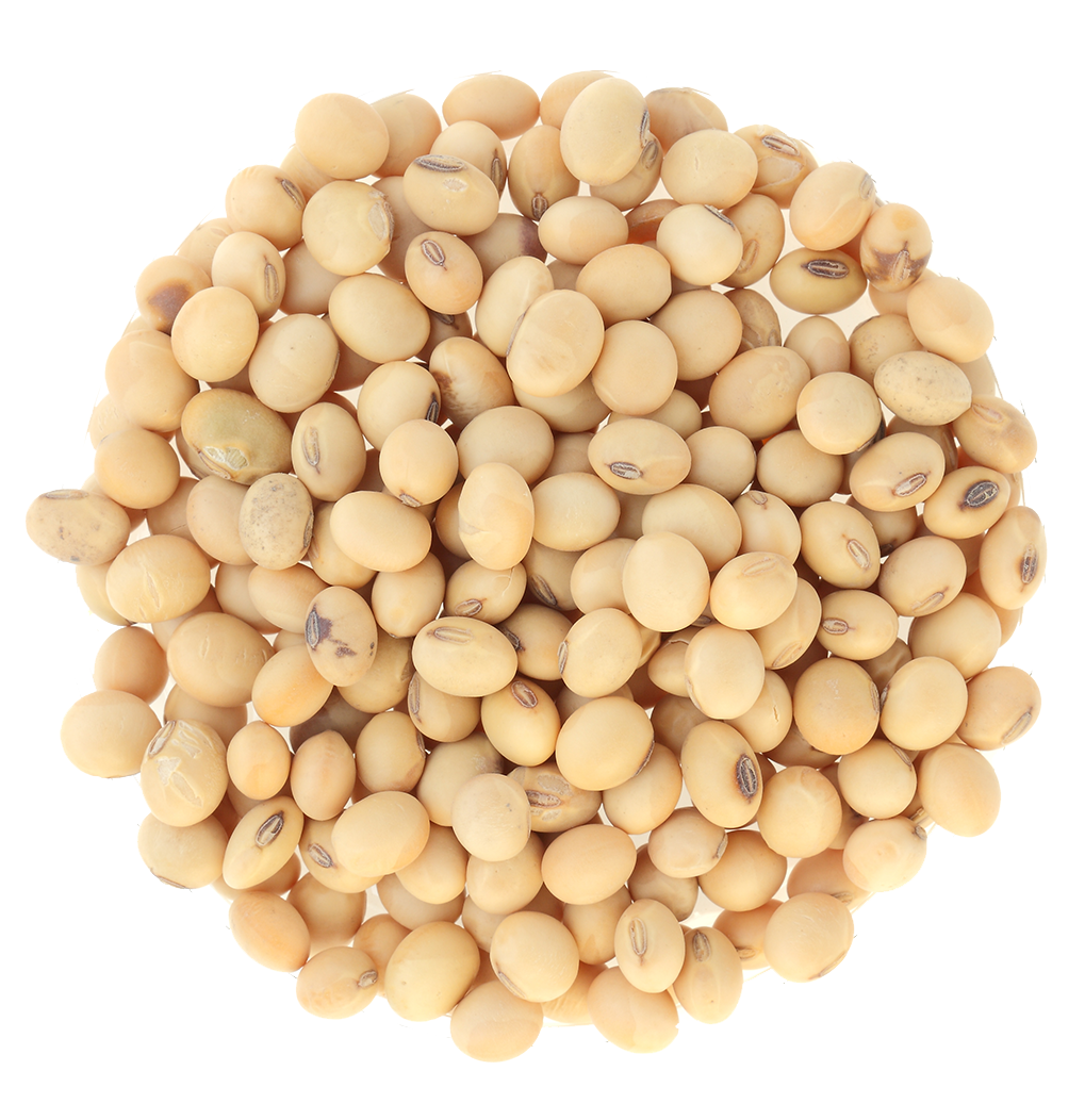 Soyabean Seeds, Soybeans for sale