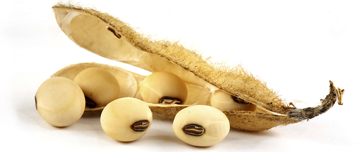 Soyabean Seeds, Soybeans for sale