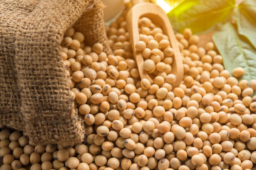 Soyabean Seeds, Soybeans for sale