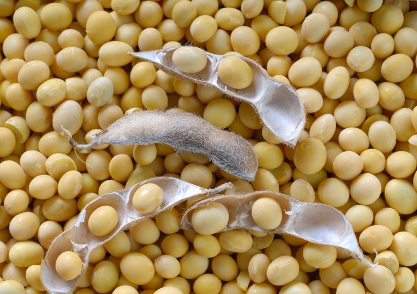 Soyabean Seeds, Soybeans for sale