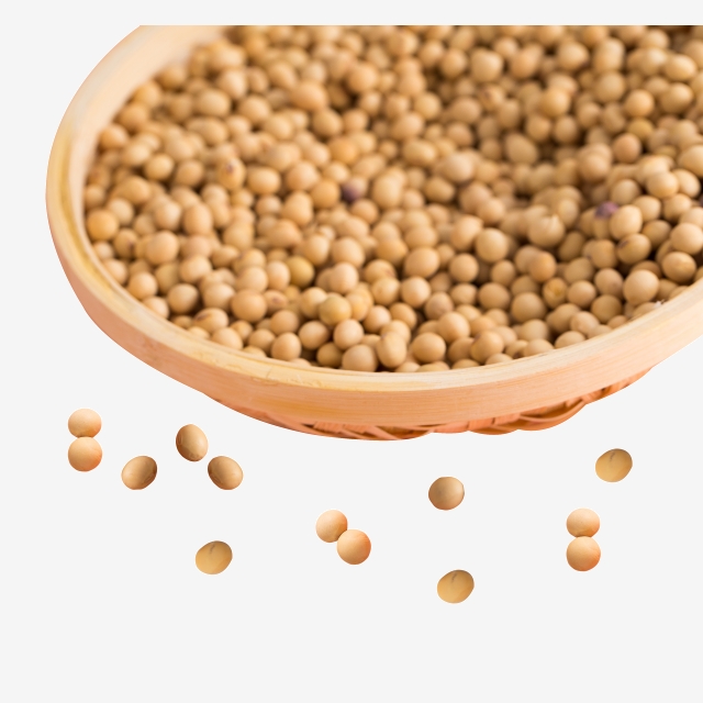 GMO and Non GMO Soyabean/Soybean for Sale