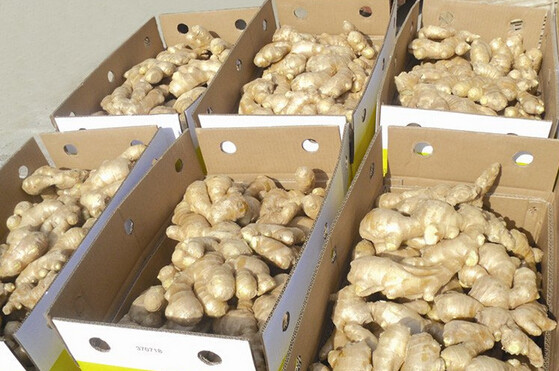 Premium Grade Air Dry Fresh Ginger from Thailand