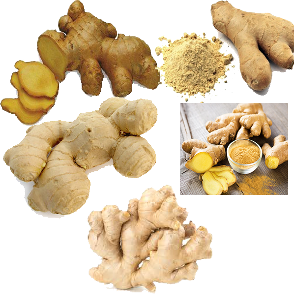 Certified Organic Gingerfresh Non Gmo Gingerair Dried Gingerthailand Price Supplier 21food 5603