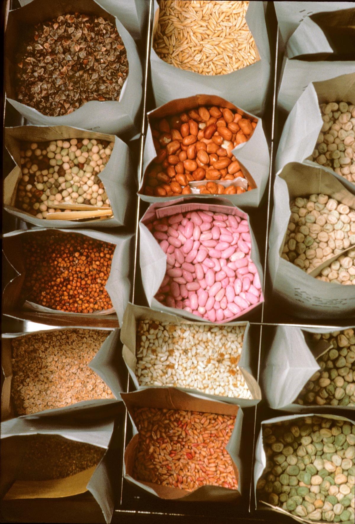 Light Speckled Kidney Beans (LSKB) Pinto Beans/Sugar Beans/White Kidney Beans