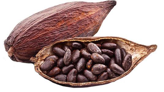 Cacao Beans ,Dried Criollo Cocoa Beans ,Organic Roasted Cacao Beans