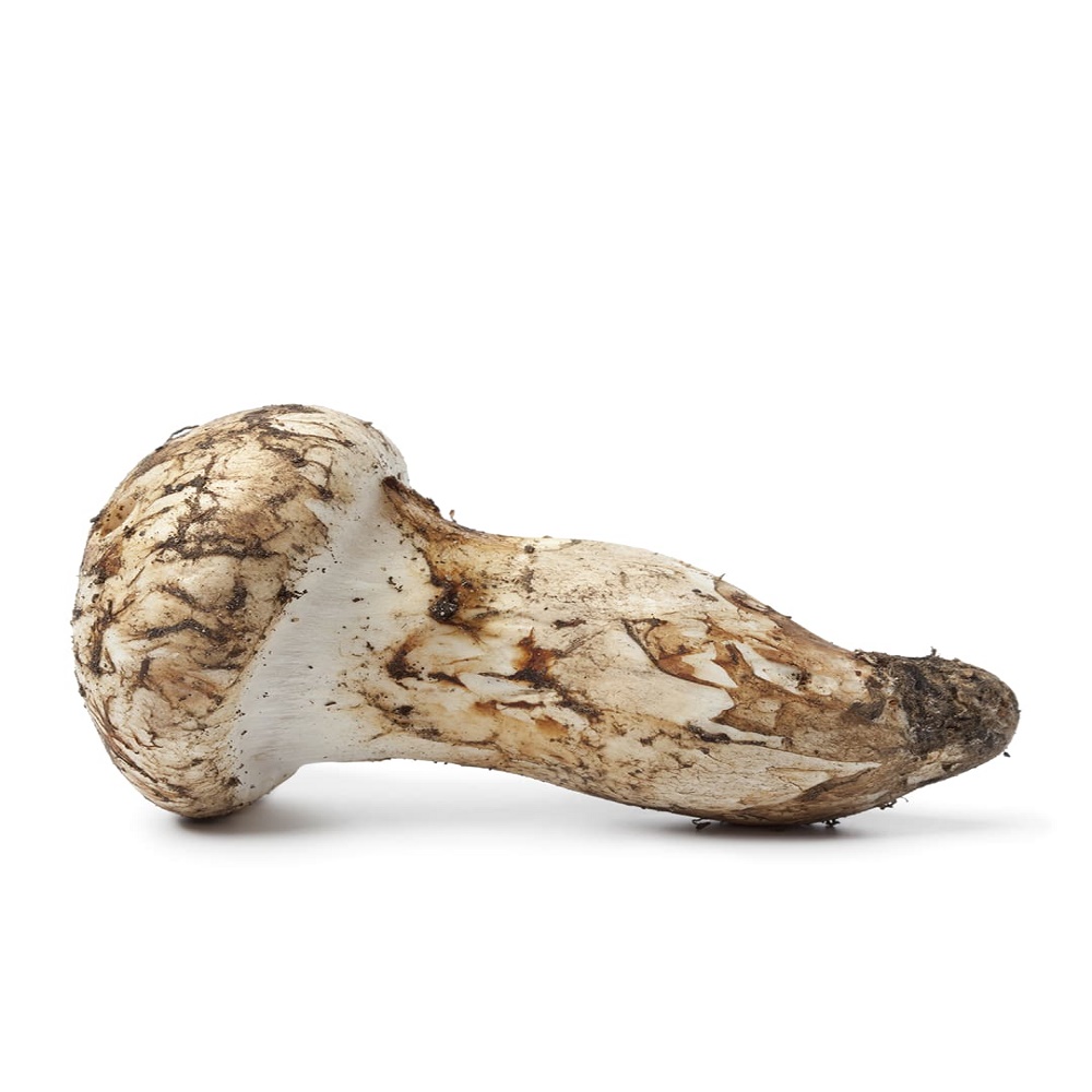 Grade +A+ pine mushroom fresh matsutake mushroom price,Thailand price