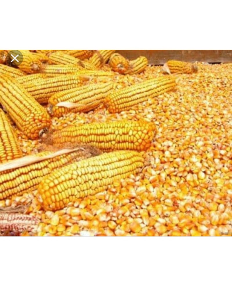 white-maize-non-gmo-thailand-price-supplier-21food