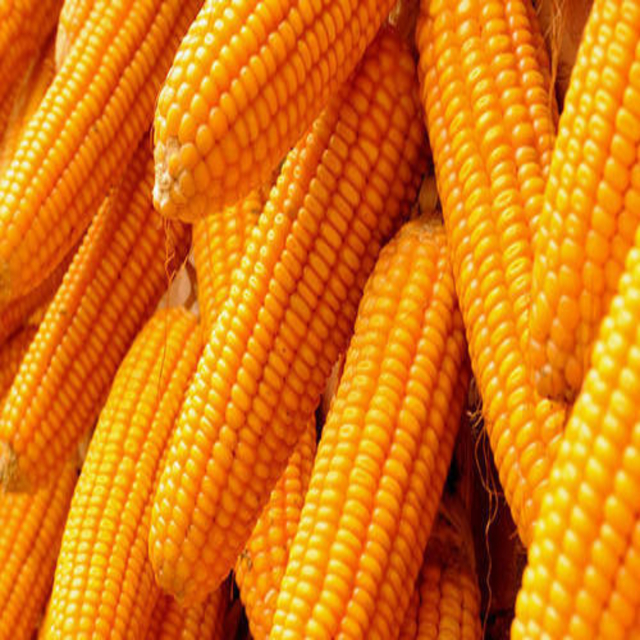 Big Grains Yellow White Corn/Maize for Animal Feed/Bulk Yellow-White ...