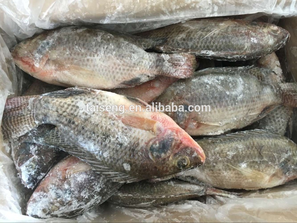 US Farm Raised Florida WR Tilapia 400-600g