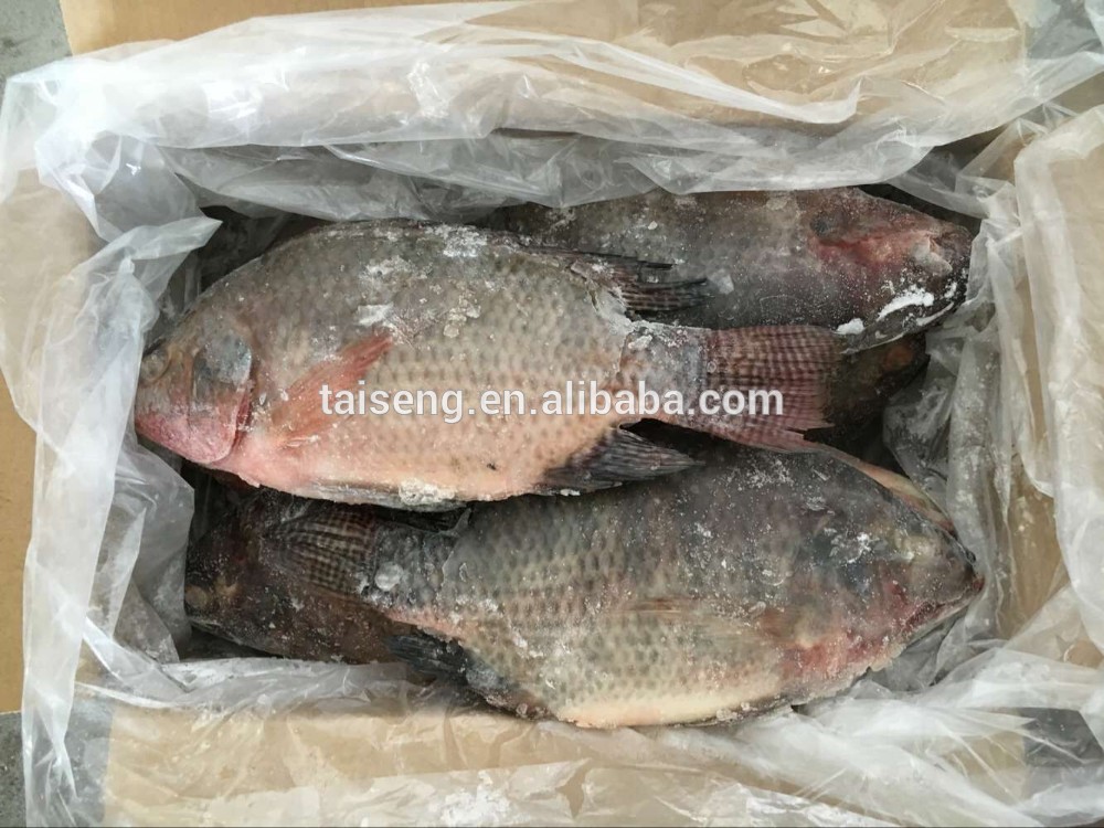 US Farm Raised Florida WR Tilapia 400-600g