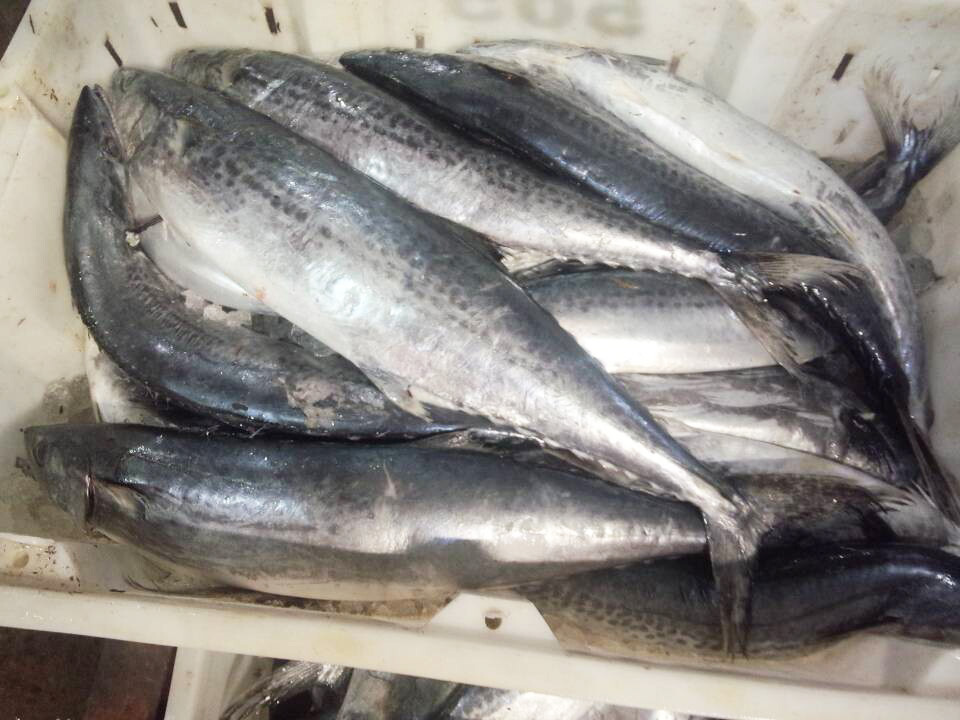 Ikan tenggiri frozen spanish mackerel products,China Ikan tenggiri