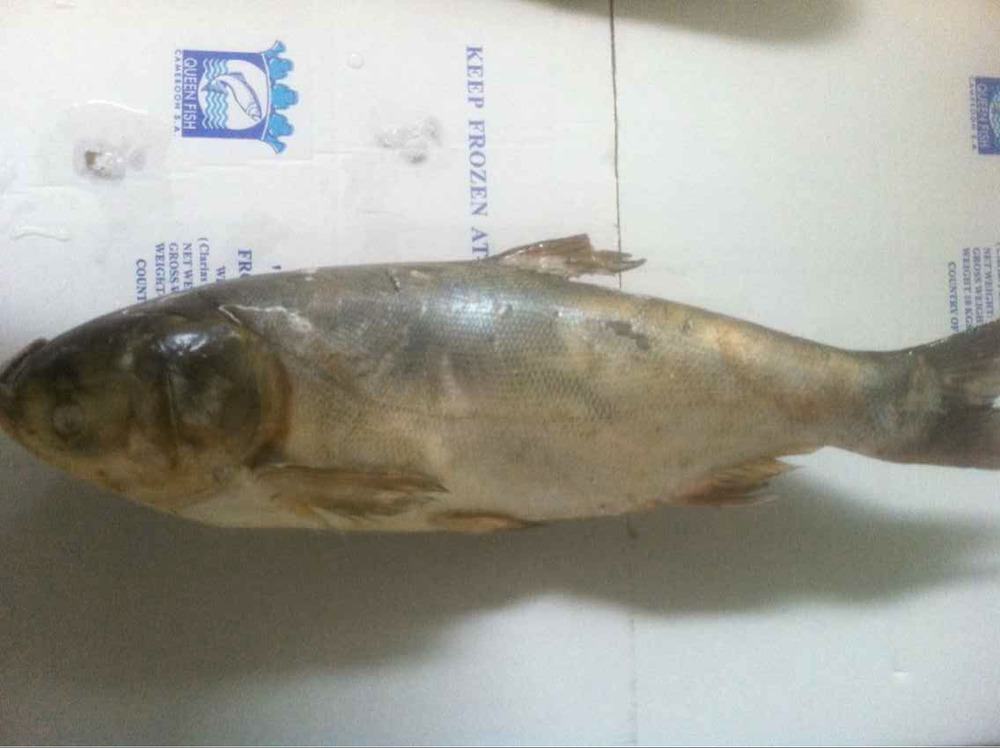 Silver Carp Fish,South Africa Silver Carp Fish price supplier - 21food