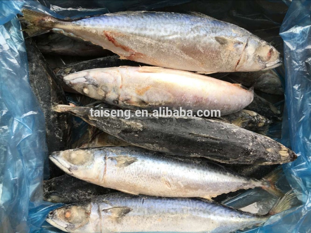 Big Size Frozen Japanese Pacific Mackerel 300-500g On Sale