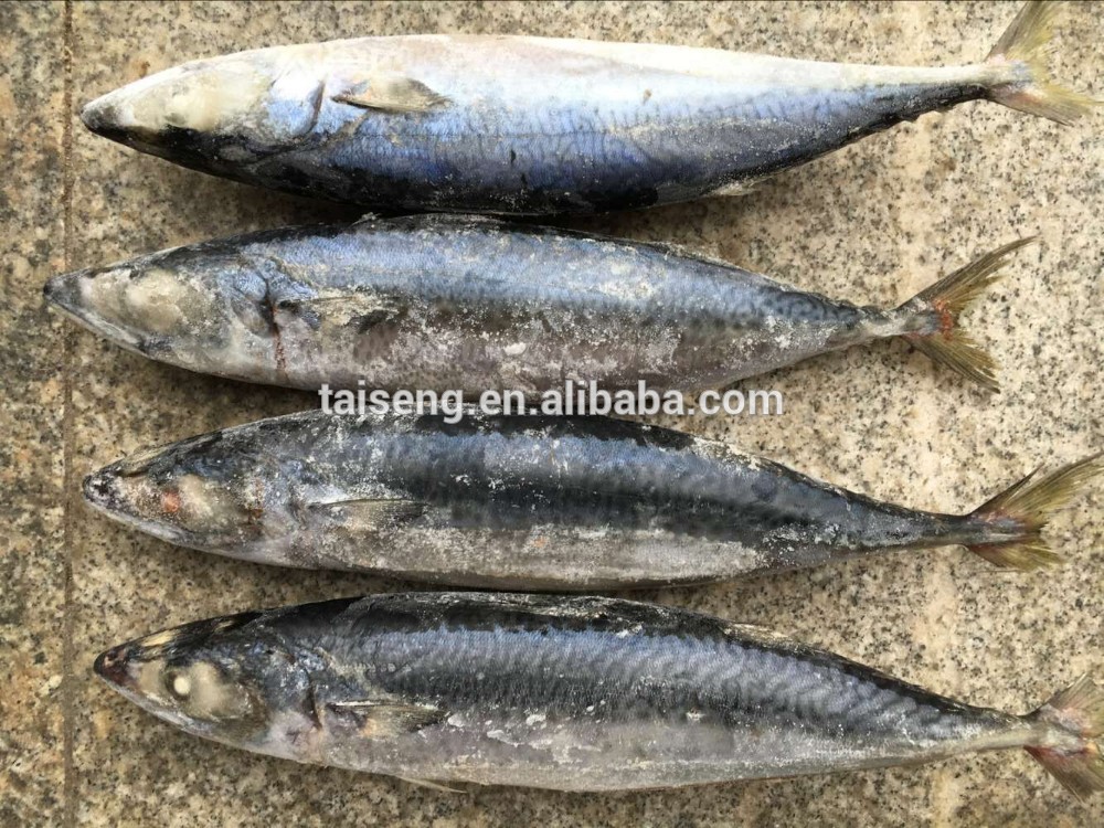 Big Size Frozen Japanese Pacific Mackerel 300-500g On Sale