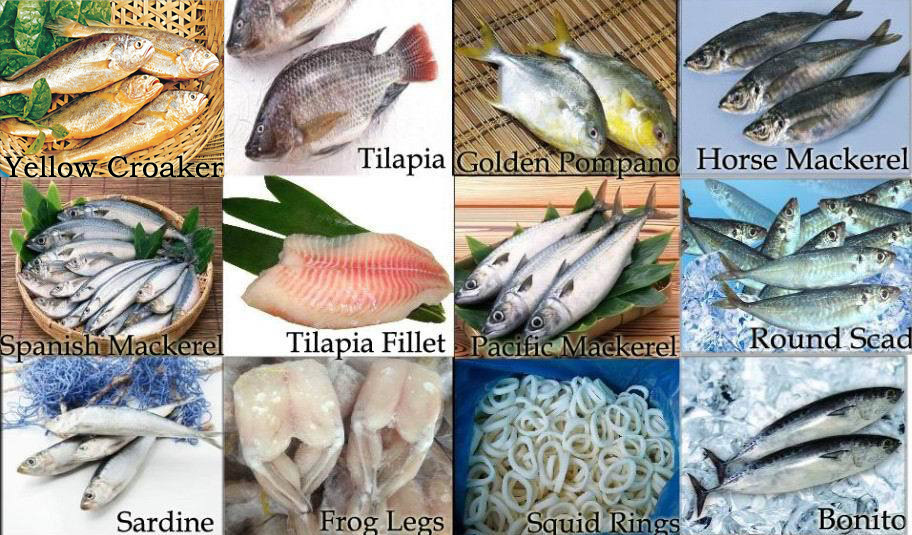 Big Size Frozen Japanese Pacific Mackerel 300-500g On Sale