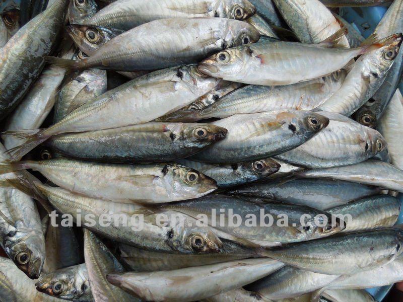 Frozen Blue Scad frozen round scad fish