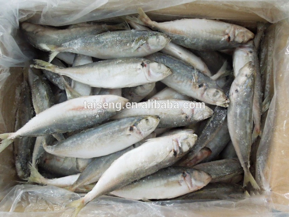 Frozen Blue Scad frozen round scad fish