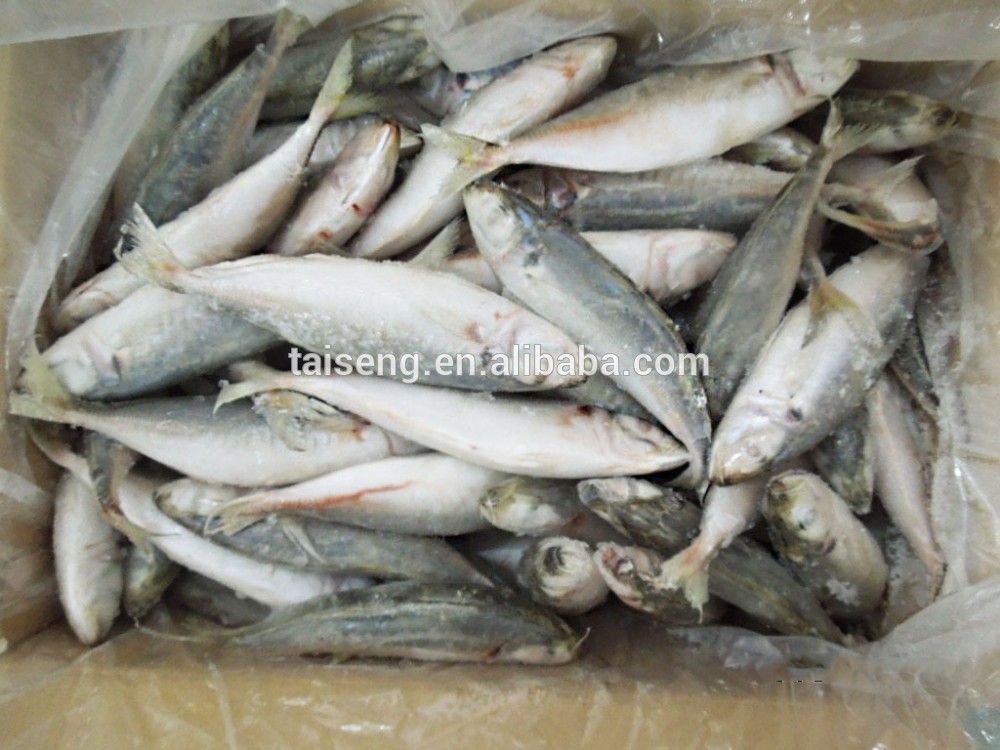 Frozen Blue Scad frozen round scad fish