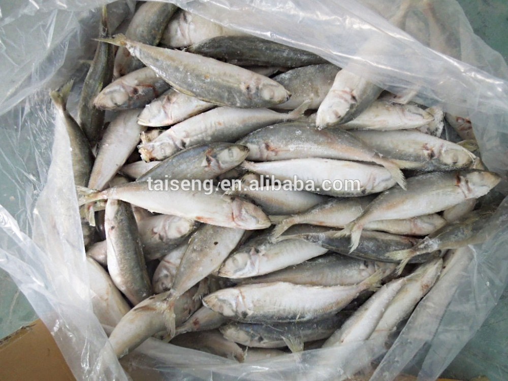 Frozen Blue Scad frozen round scad fish
