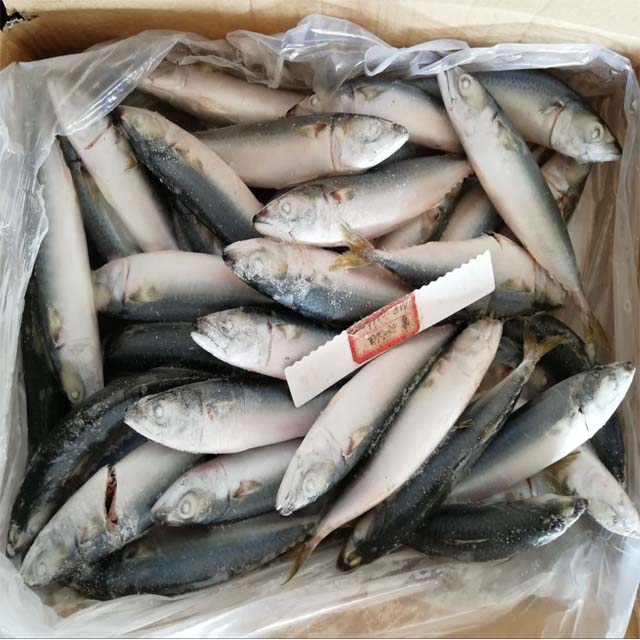 quality sea fish best seafood with fresh frozen mackerel fish/ pacific mackerel