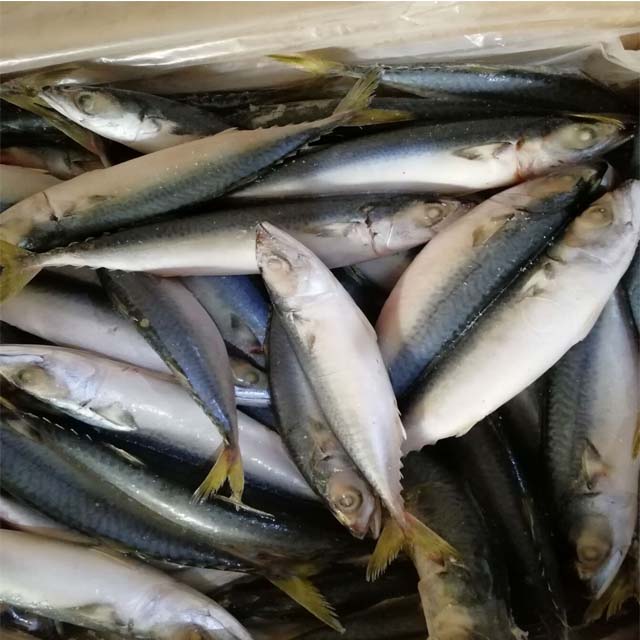 quality sea fish best seafood with fresh frozen mackerel fish/ pacific mackerel
