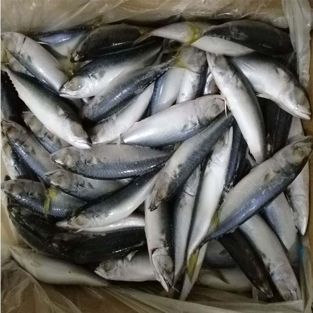 quality sea fish best seafood with fresh frozen mackerel fish/ pacific mackerel