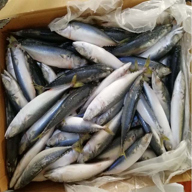 quality sea fish best seafood with fresh frozen mackerel fish/ pacific mackerel