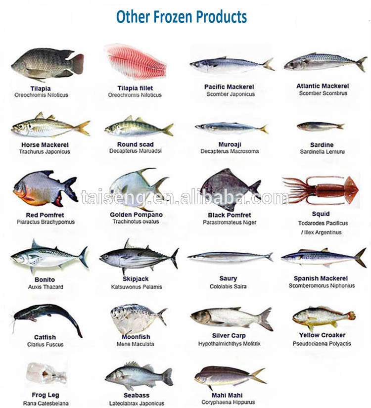frozen pacific mackerel fish seafrozen 200-300g fresh seafood