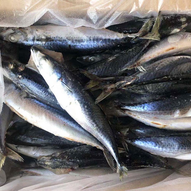 frozen pacific mackerel fish seafrozen 200-300g fresh seafood