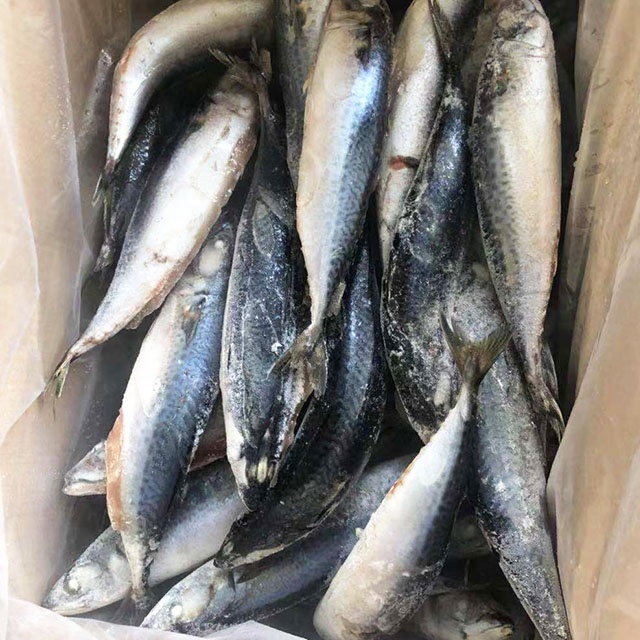 frozen pacific mackerel fish seafrozen 200-300g fresh seafood