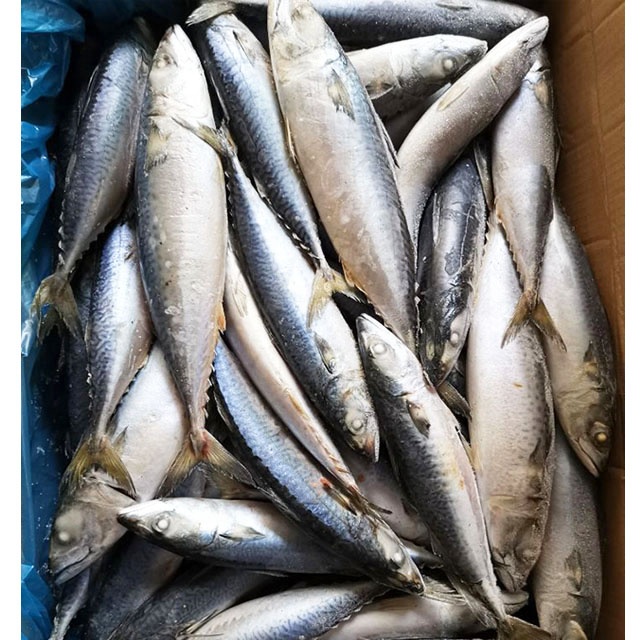 frozen pacific mackerel fish seafrozen 200-300g fresh seafood