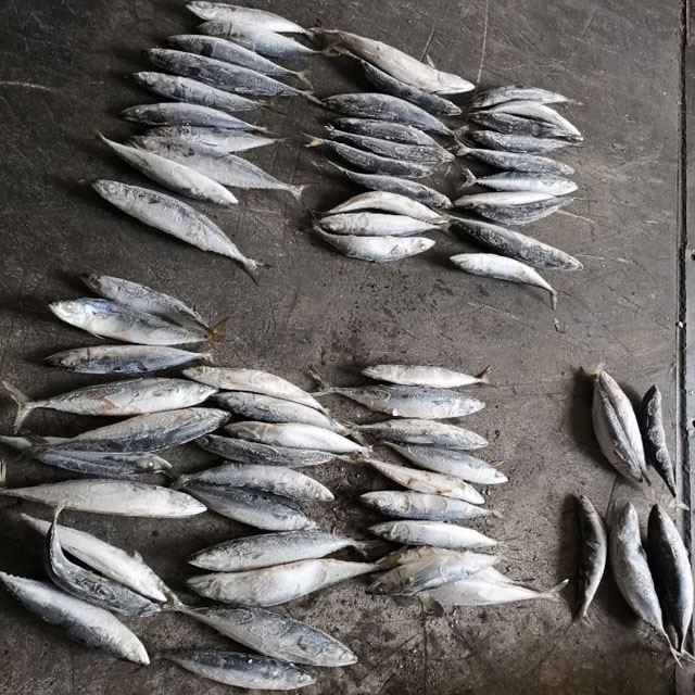 frozen pacific mackerel fish seafrozen 200-300g fresh seafood