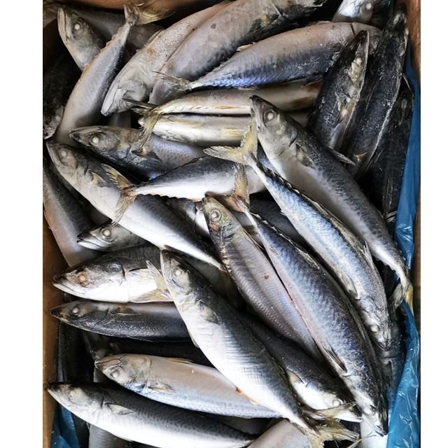 frozen pacific mackerel fish seafrozen 200-300g fresh seafood