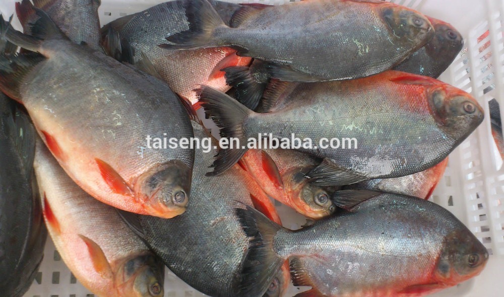 pond pomfret fish