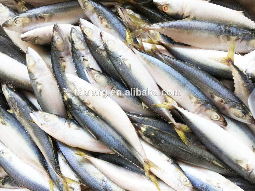 Frozen Pacific Mackerel size 300-500g