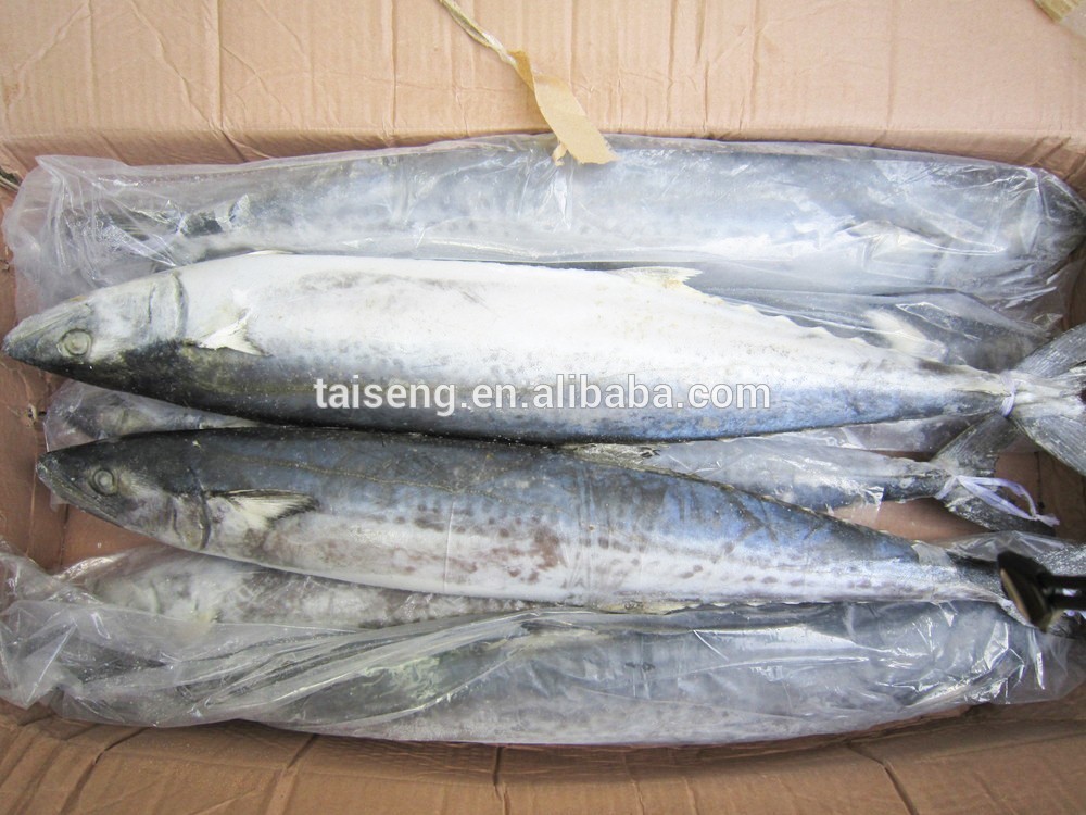 Frozen Spanish Mackerel Fillets / Frozen Sea Food