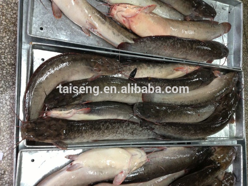 best season and frozen catfish, frozen catfish for buyer