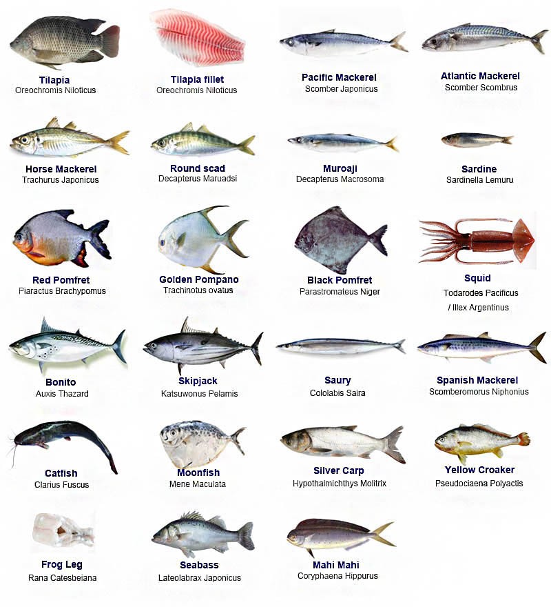 best season and frozen catfish, frozen catfish for buyer