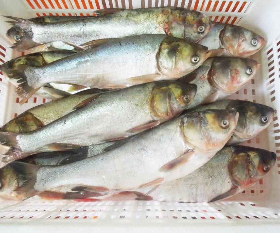 Hot sale farm raised fish price Frozen Silver carp fish,China 