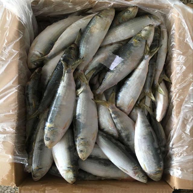 China Shad, Shad Wholesale, Manufacturers, Price