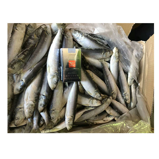 Whole Round Frozen Sardine For Bait On Sale,China price supplier 21food